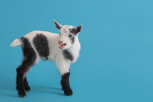 baby goat 