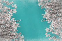 white spring blossoms against a teal sky.