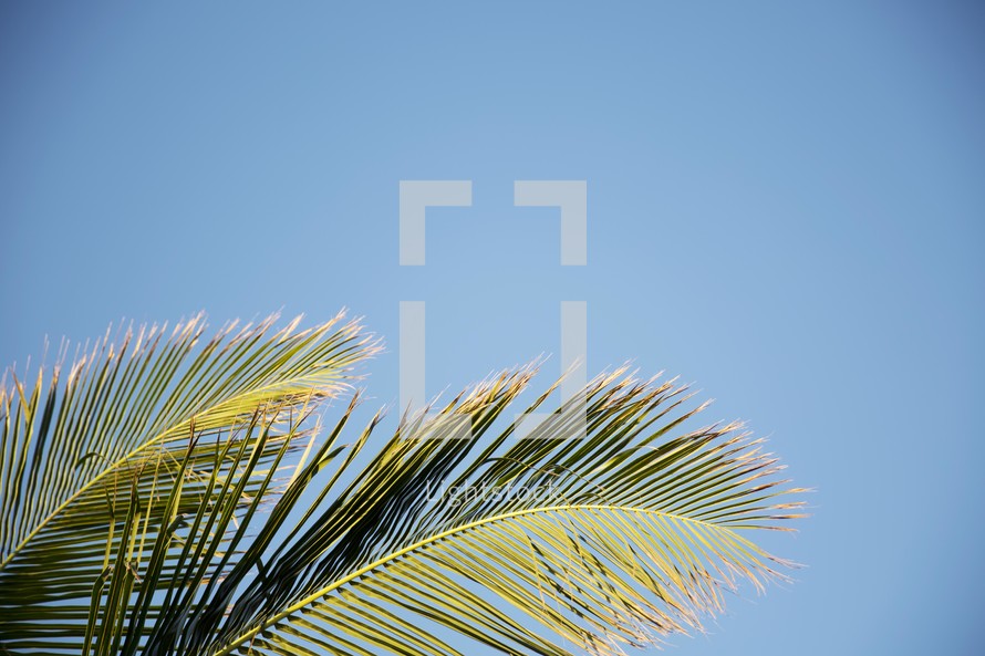 palm fronds against a blue sky.