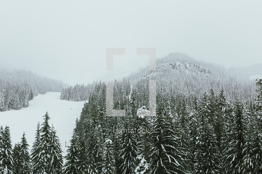 evergreen forest in snow 