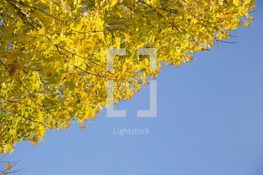 blue sky, sky, outdoors, fall, yellow, leaves, nature 