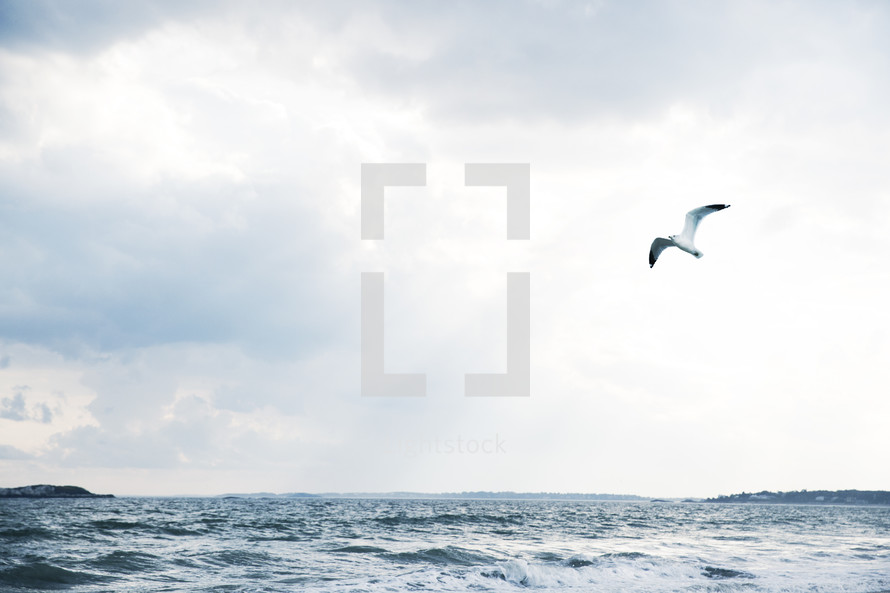 seagulls over an ocean 