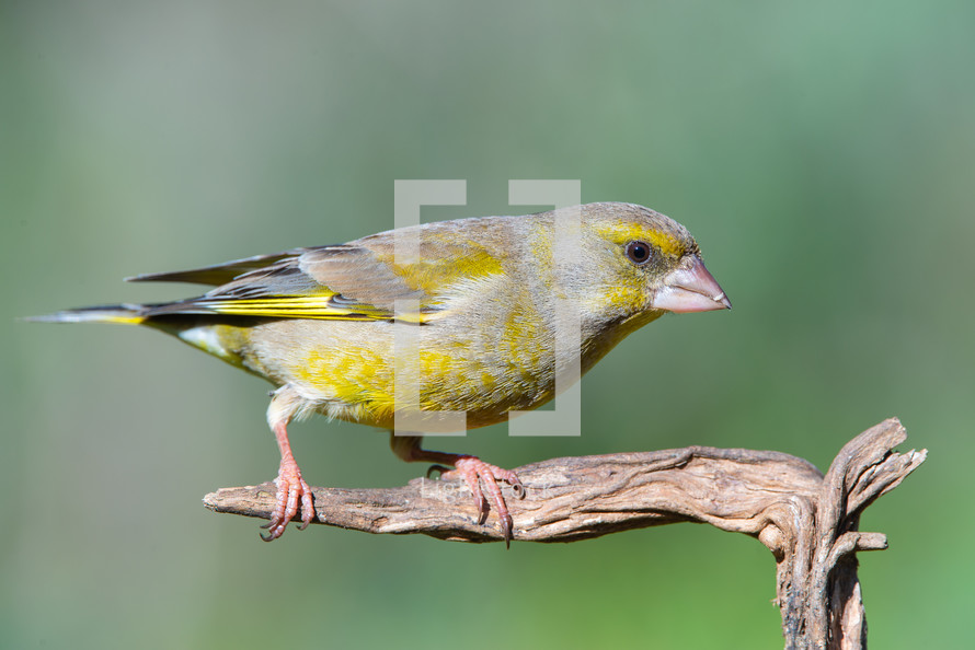 European greenfinch (chloris chloris),sitting on a branch. Verderon