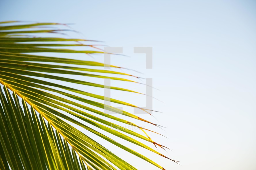 palm frond against a blue sky.