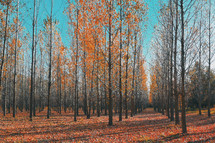 Autumn straight colorful trees in forest
