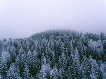 a winter pine forest 