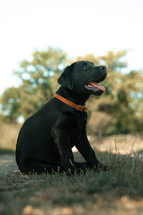 Black Labrador puppy dog, cut doggy, sitting pooch