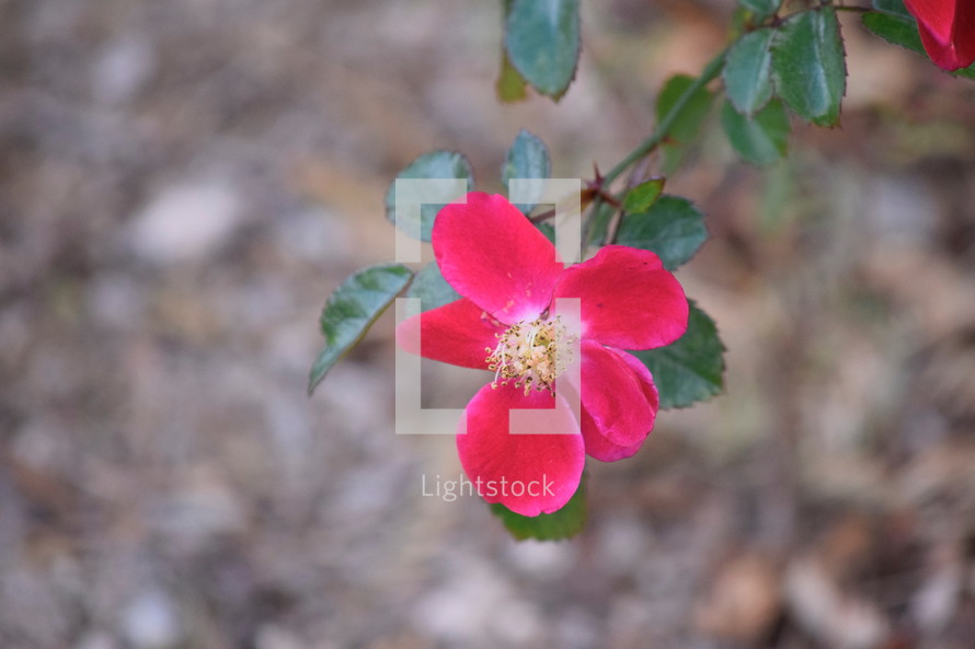 pink rose on a bush 