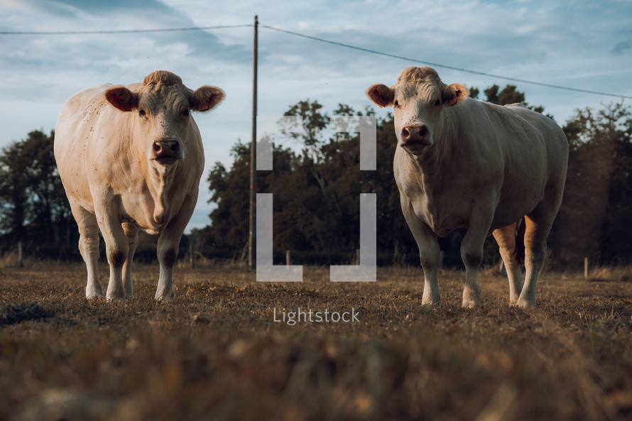 Two white cows standing in a field, symmetrical photo of farm animals at sunset, cattle