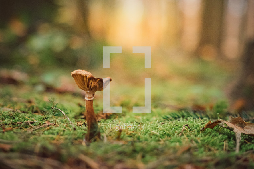 mushroom on the ground 