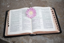 pink flower on the pages of an opened Bible 