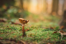 mushroom on the ground 