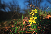 Yellow Star Of Bethlehem, Gagea Lutea The First Wild Spring Flower