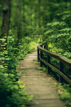wooden boardwalk through a forest 