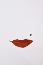 Abstract woman face and Shape Of Lips from Red Leaf and beauty spot.