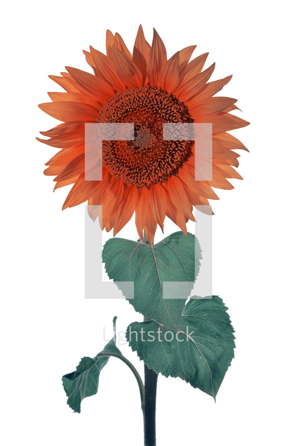 sunflower against a white background 