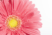 water droplets on a pink Gerber Daisy