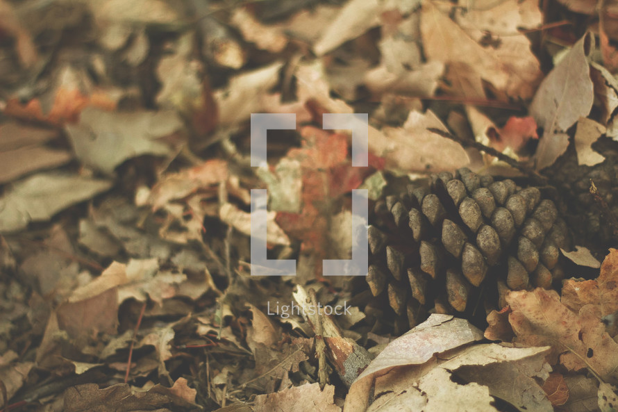 pinecone in fall leaves