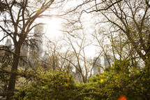 central park trees and fog