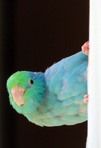 A Turquoise and Aguamarine colored Pacific Parrotlet bird with green, turquoise and aqua marine colors hanging from a curtain looking on. 