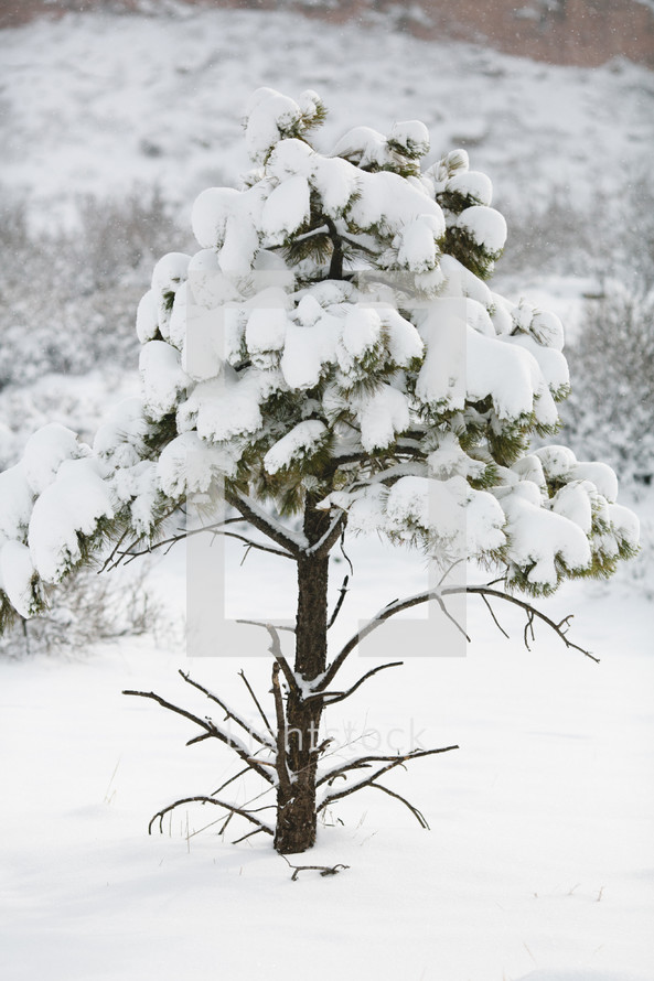 a pine tree in the snow 