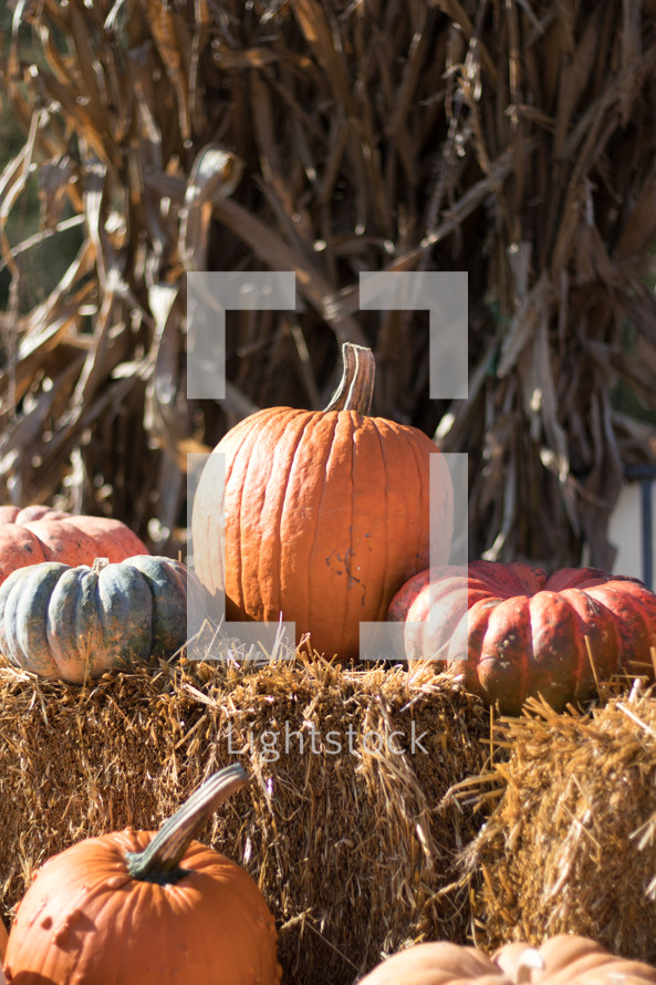 pumpkins on hay bales 