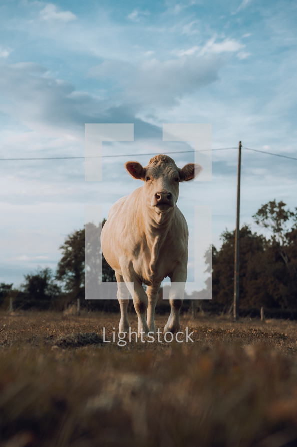 Cow standing alone in a field