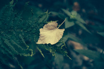fall leaf on a fern