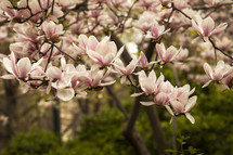 blooming spring trees