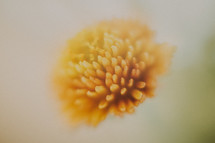 closeup of an orange flower 
