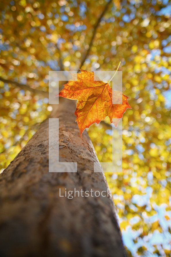 Falling orange leaf next to trunk of fall tree