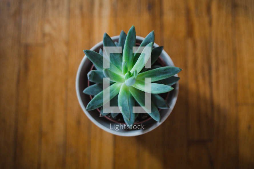 potted succulent plant 