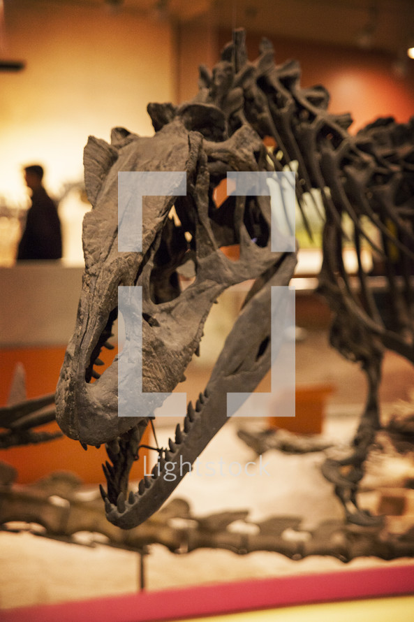 Dinosaur skeleton in a museum.