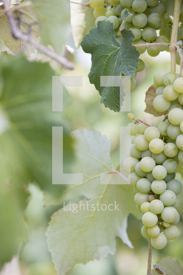 grapes on the vine 