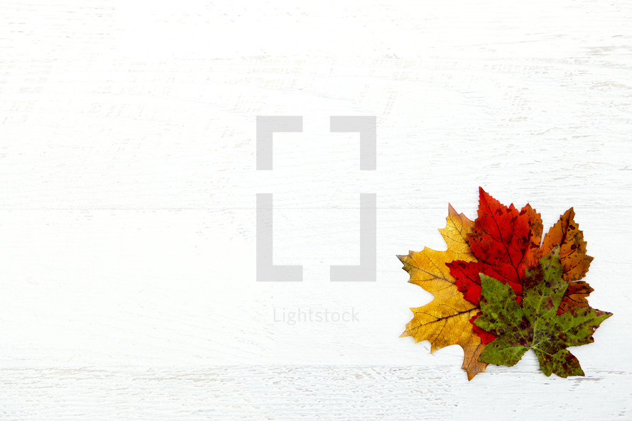 fall leaves on white background 