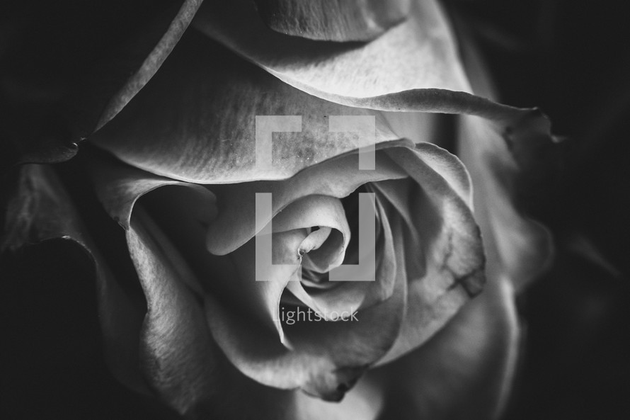 rose in black and white 