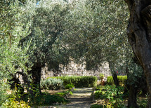 Garden of Gethsemane in Jerusalem 