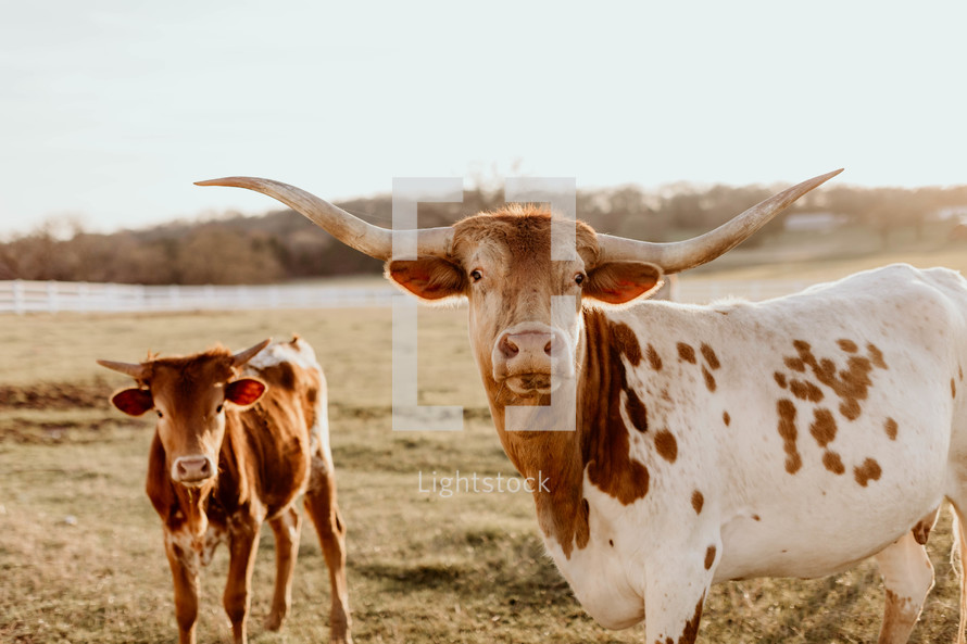 Texas longhorn on ranch