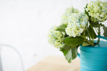 hydrangeas in a teal watering can 