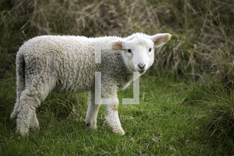 a lamb standing alone in grass 