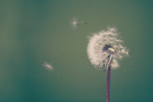 dandelion blowing in the wind.