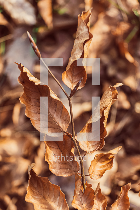 brown leaves background 