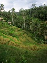 tropical farming farmland 