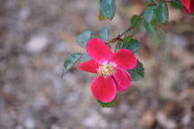 pink rose on a bush 