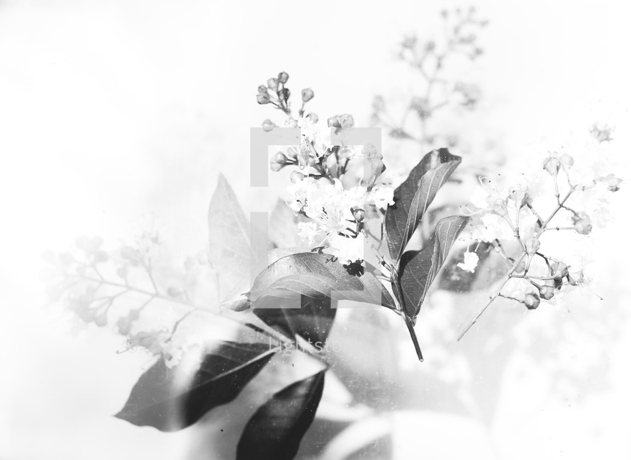 flowers and leaves in black and white 
