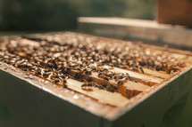 Close-up photo of honey bees on a wooden beehive, beekeeping hive, beekeeper
