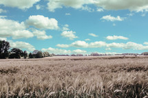 wheat field 