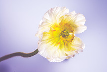 a white flower 