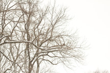 winter trees in fog 