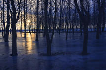Frozen flooded Forest in Winter Sunrise